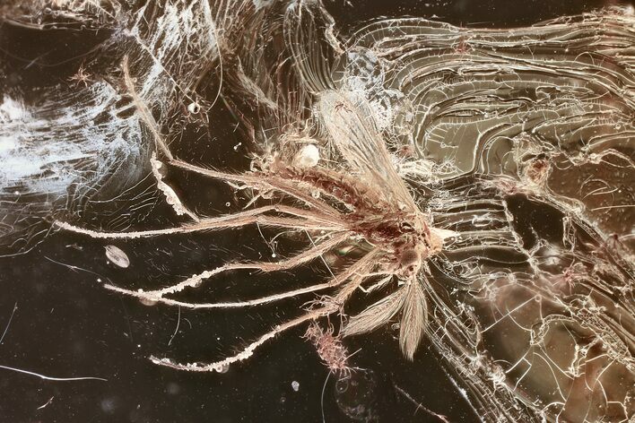 Detailed Fossil True Midge (Chironomidae) in Baltic Amber #372558